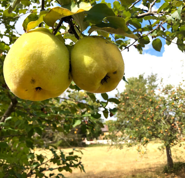 The orchard