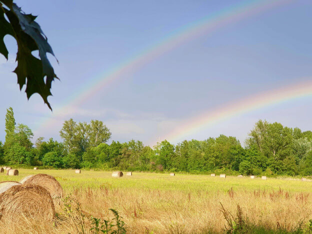 The pasture